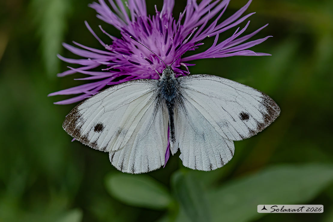 Pieris napi - Pieride del navone - Green-veined White
