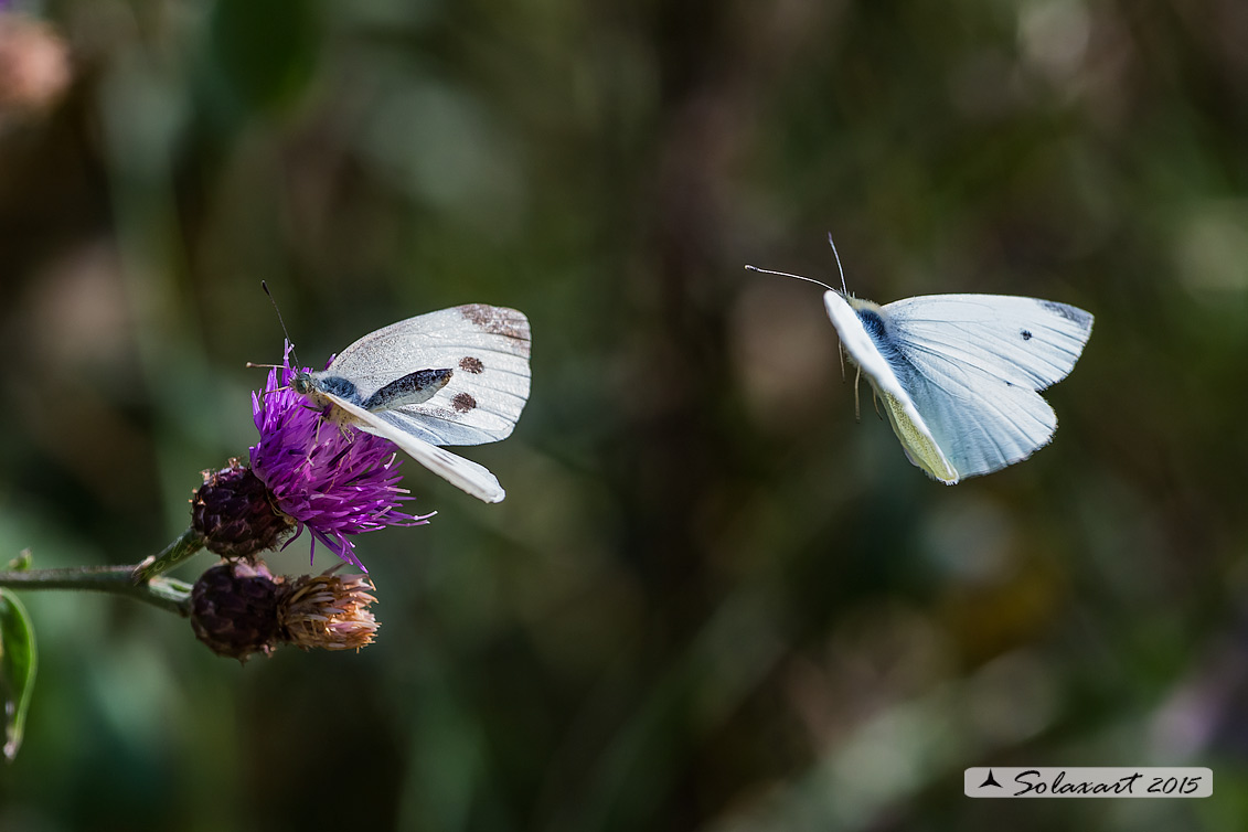 Pieris rapae: Cavolaia minore (approccio amoroso con rifiuto); Small White (the refusal of love)