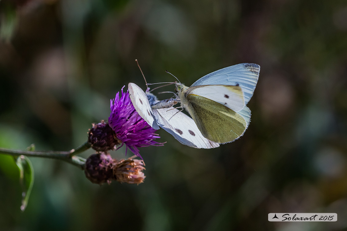 Pieris rapae: Cavolaia minore (approccio amoroso con rifiuto); Small White (the refusal of love)