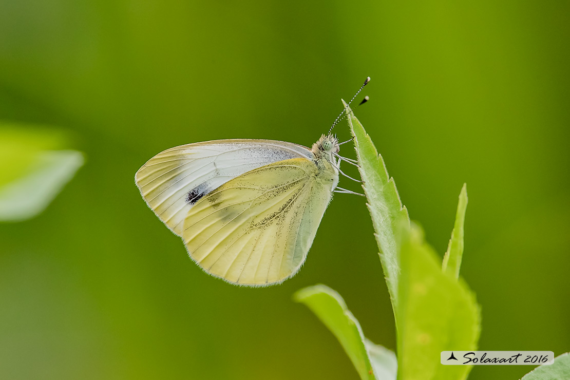 Pieris rapae: Cavolaia minore; Small White