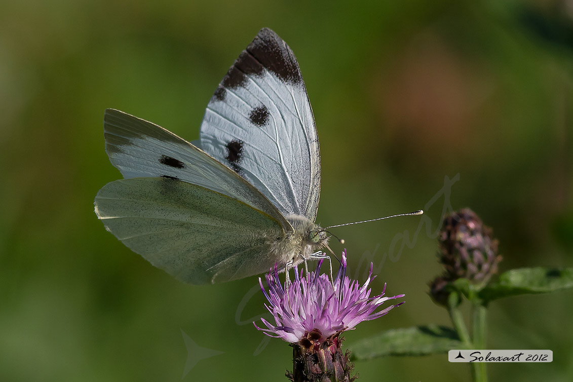 Pieris rapae: Cavolaia minore ; Small White