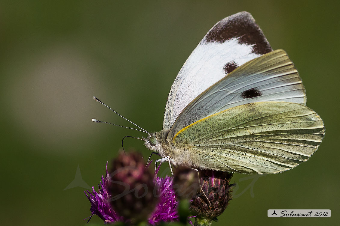 Pieris rapae: Cavolaia minore ; Small White