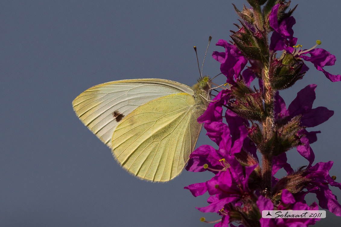 Pieris rapae: Cavolaia minore ; Small White