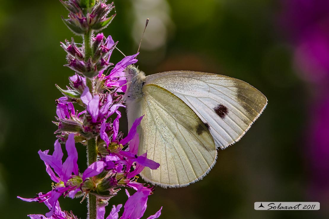 Pieris rapae: Cavolaia minore ; Small White