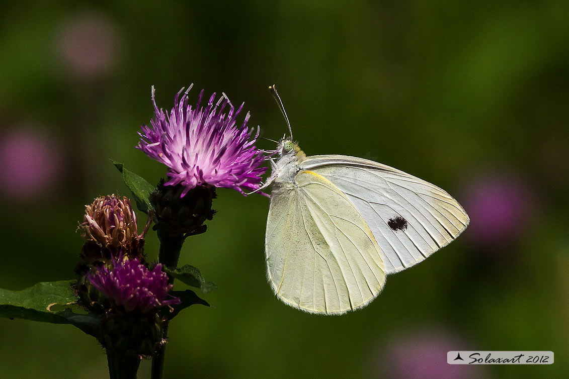 Pieris rapae: Cavolaia minore ; Small White