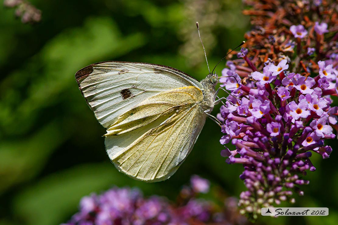 Pieris rapae: Cavolaia minore ; Small White