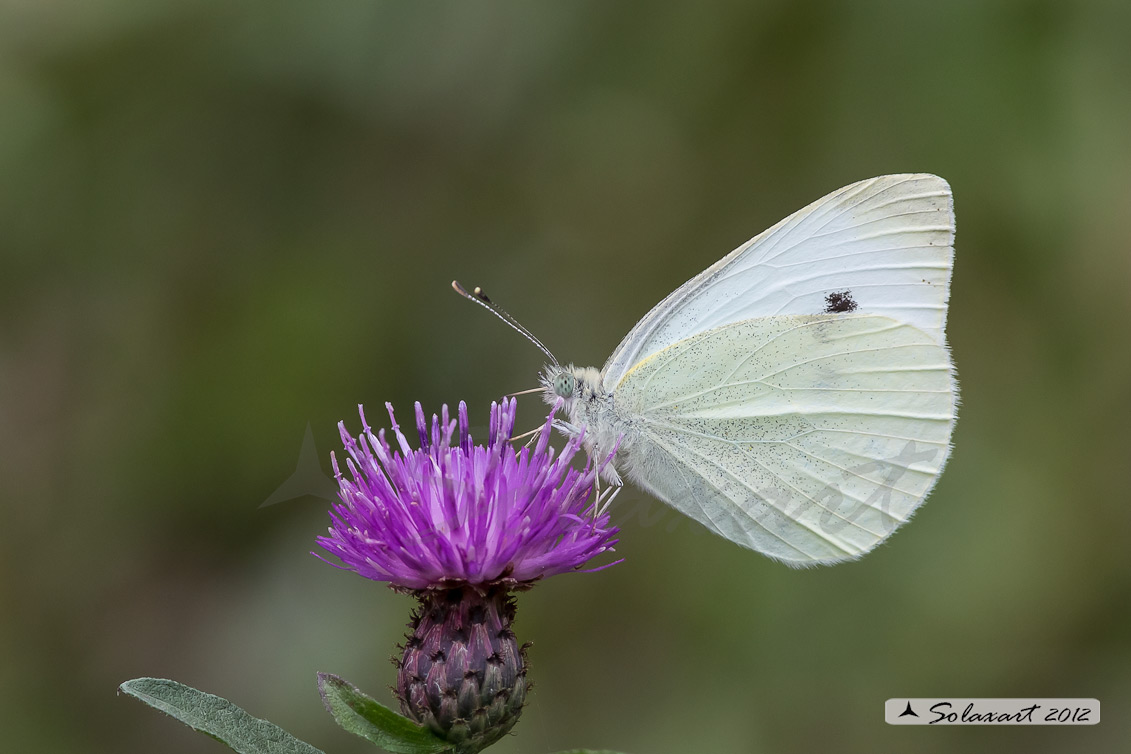 Pieris rapae: Cavolaia minore ; Small White