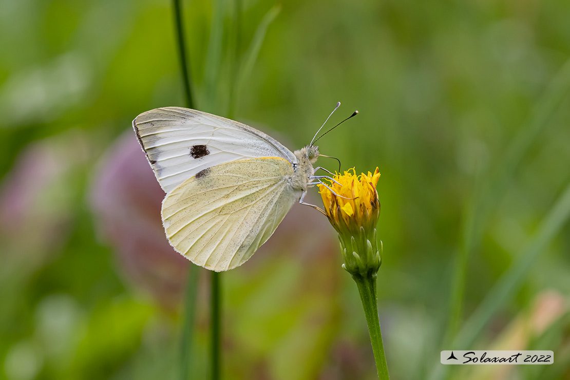 Pieris rapae: Cavolaia minore; Small White