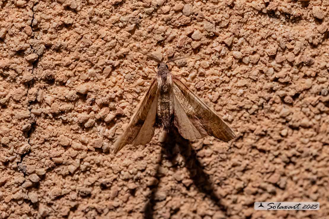 Plagodis dolabraria :  Scorched wing