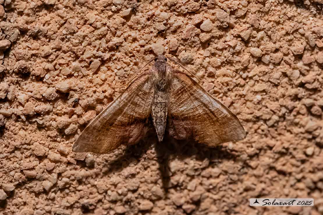 Plagodis dolabraria :  Scorched wing