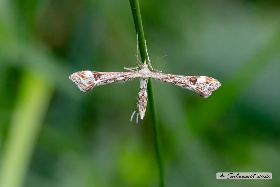 Platyptilia gonodactyla