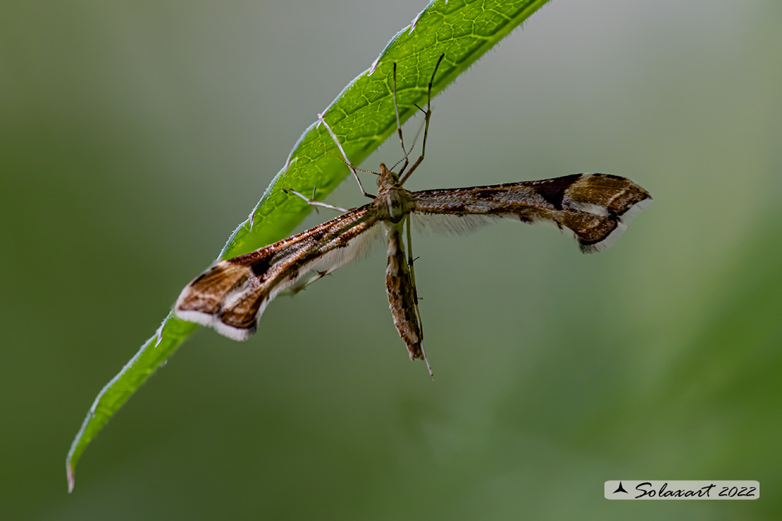 Platyptilia gonodactyla