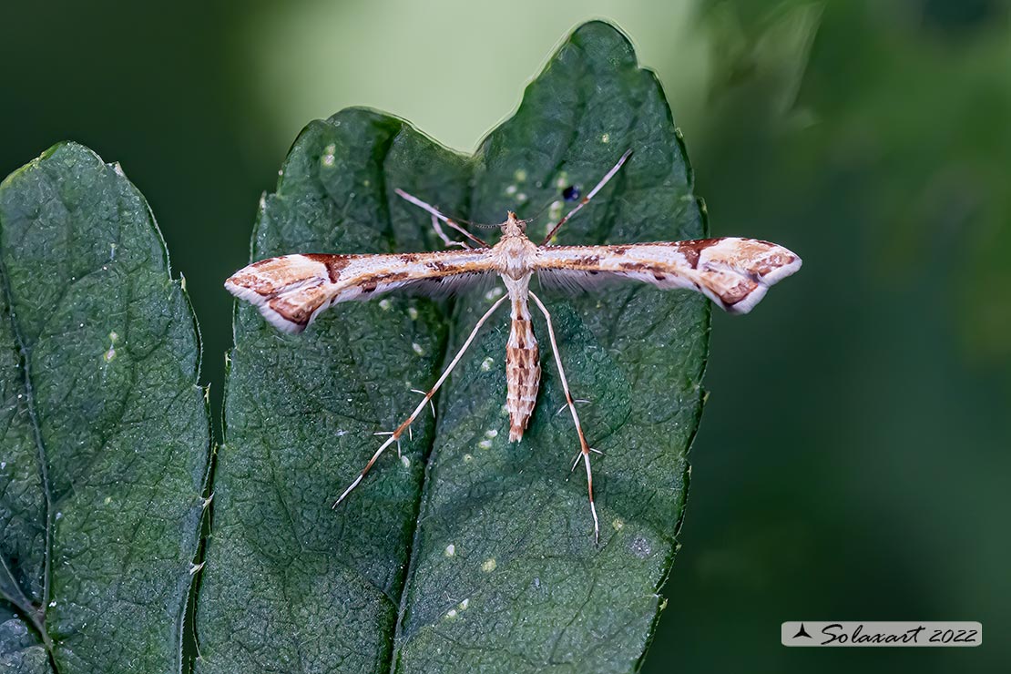 Platyptilia gonodactyla