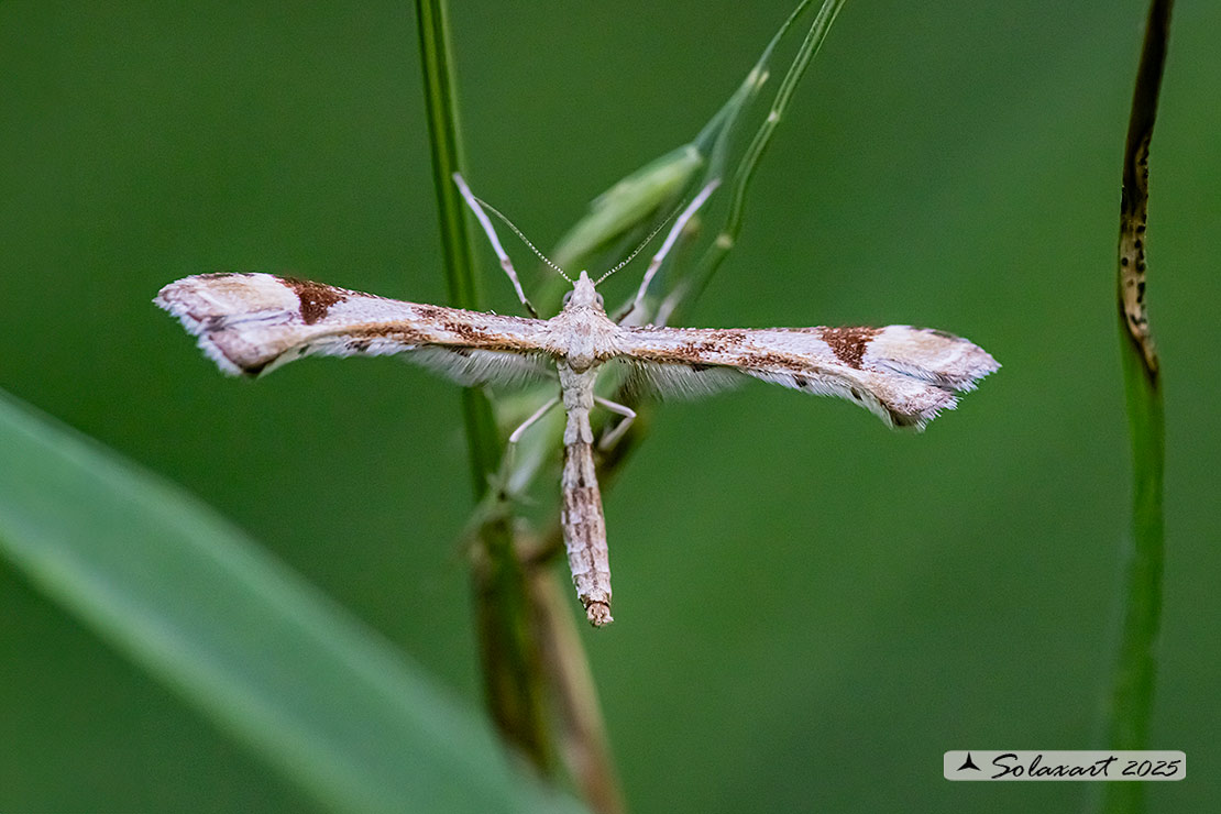 Platyptilia gonodactyla
