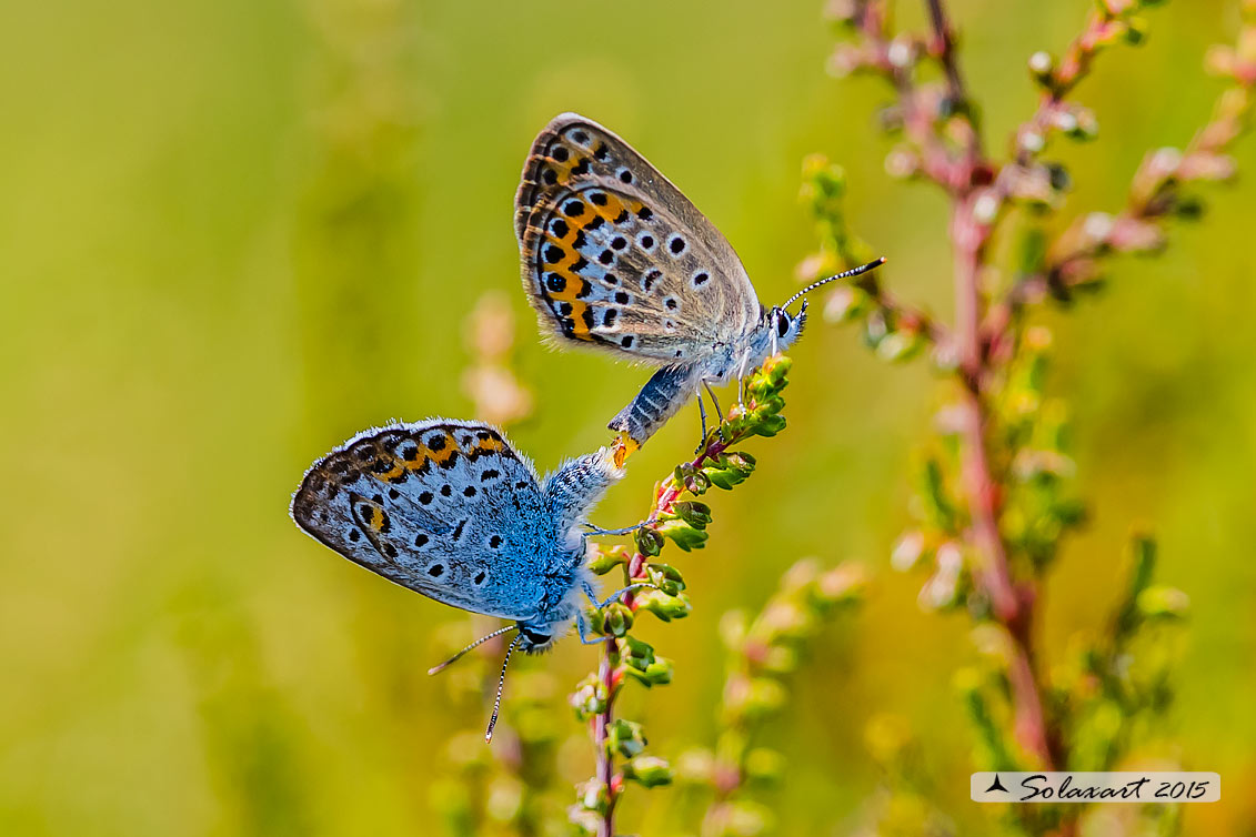 Plebejus argus : Argo (copula) - Silver-studded blue (mating)