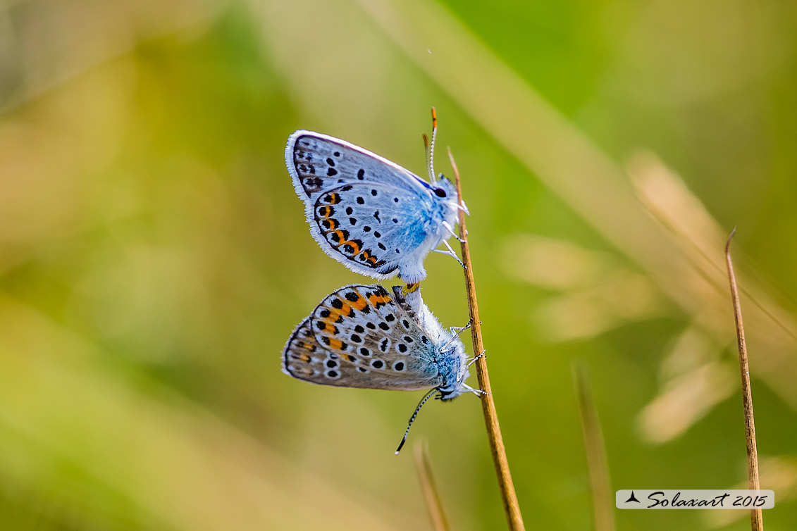 Plebejus argus : Argo (copula) - Silver-studded blue (mating)