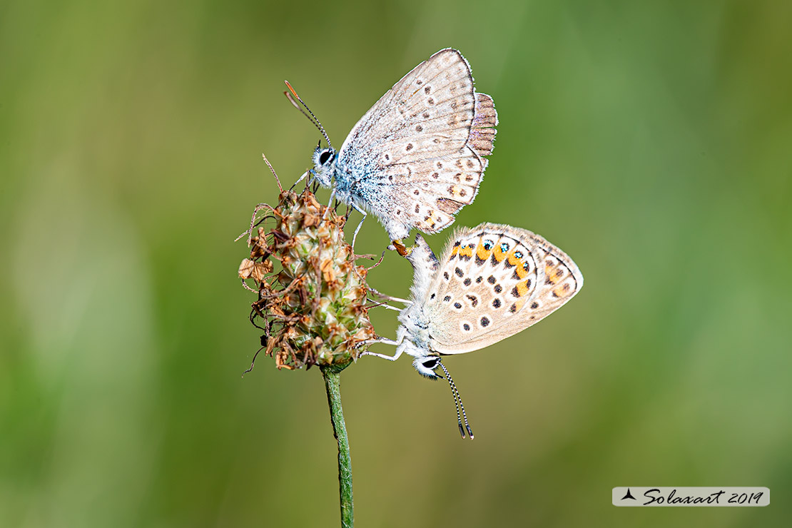 Plebejus argus : Argo (copula) - Silver-studded blue (mating)