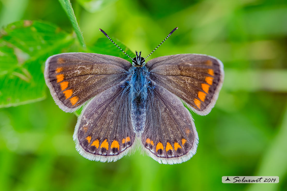 Plebejus argus : Argo (femmina) - Silver-studded blue (female)