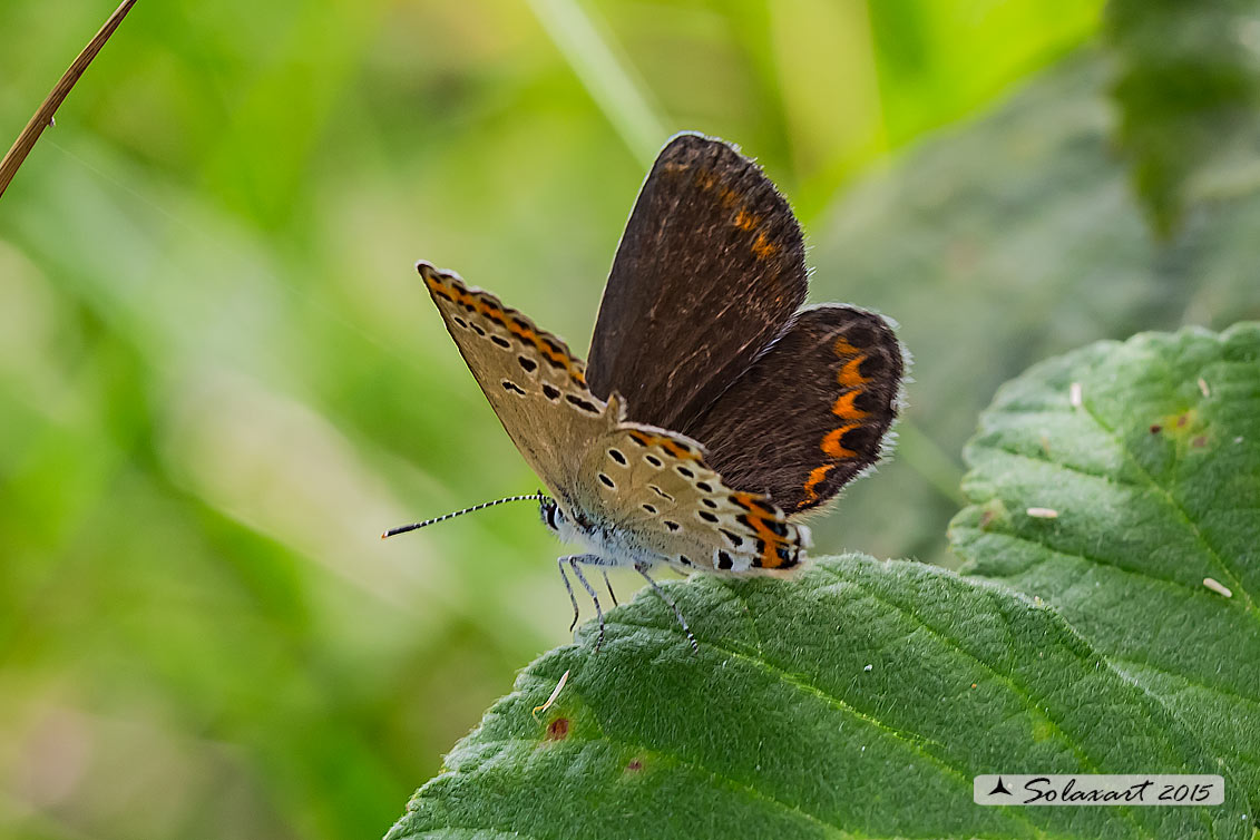 Plebejus argus : Argo (femmina) - Silver-studded blue (female)