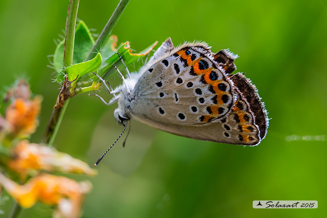 Plebejus argus : Argo (femmina) - Silver-studded blue (female)