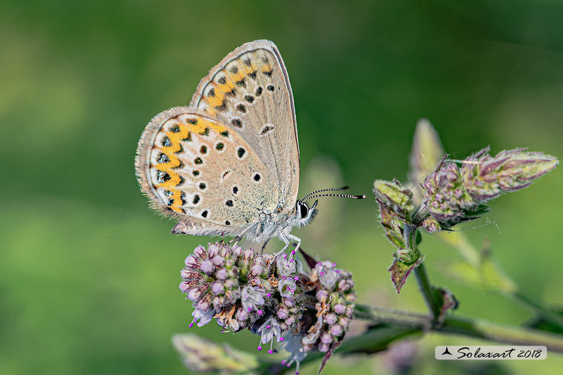Plebejus argus : Argo (femmina) - Silver-studded blue (female)