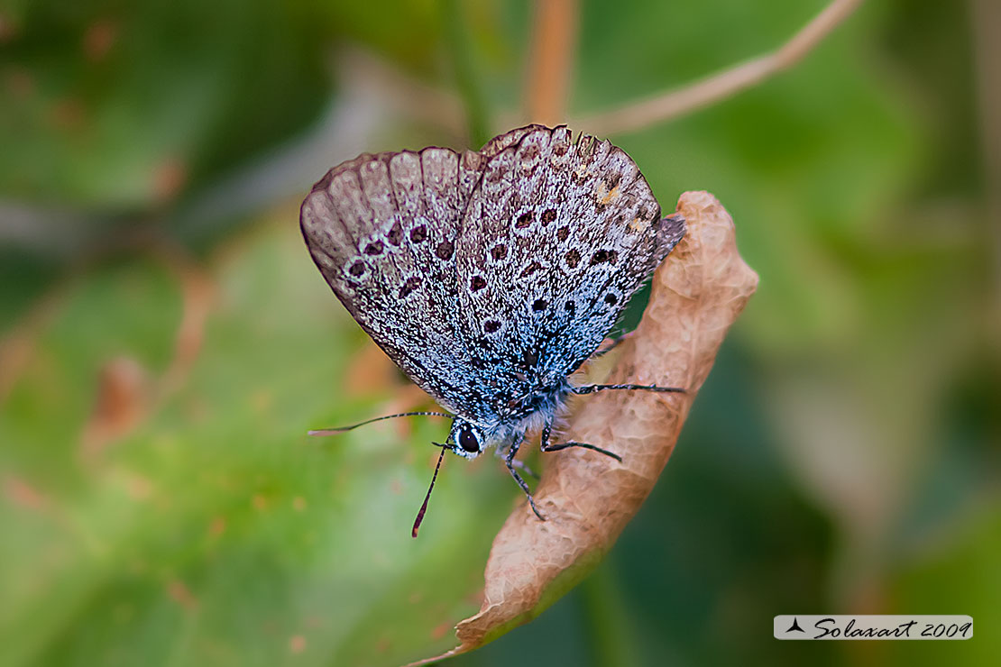 Plebejus argus : Argo (femmina anziana); Silver-studded blue (old female)