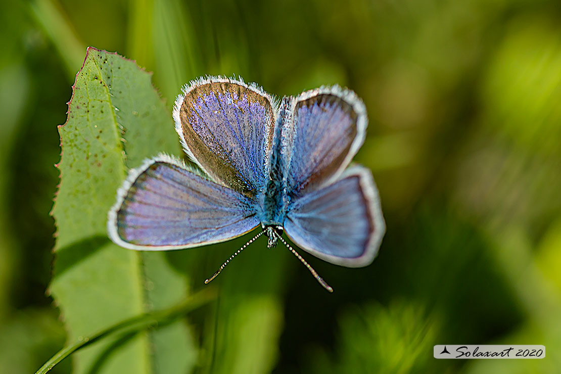Plebejus argus : Argo (maschio) - Silver-studded blue (male)