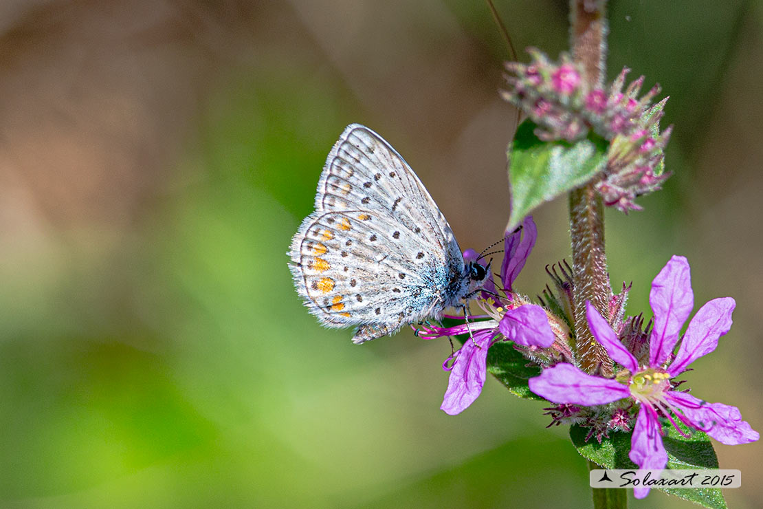 Plebejus argus :  Argo (maschio) - Silver-studded blue (male)