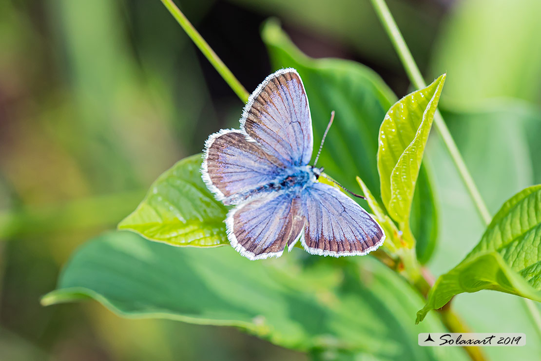 Plebejus argus : Argo (maschio) - Silver-studded blue (male)