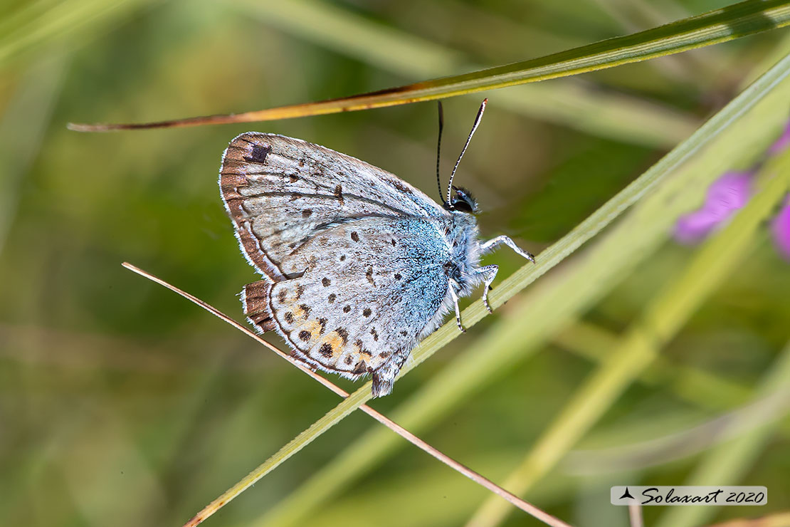 Plebejus argus : Argo (maschio) - Silver-studded blue (male)