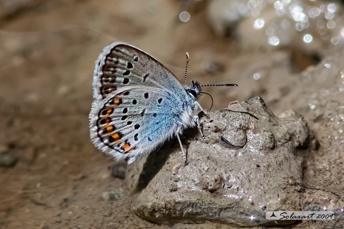 Plebejus argus : Argo (maschio) - Silver-studded blue (male)