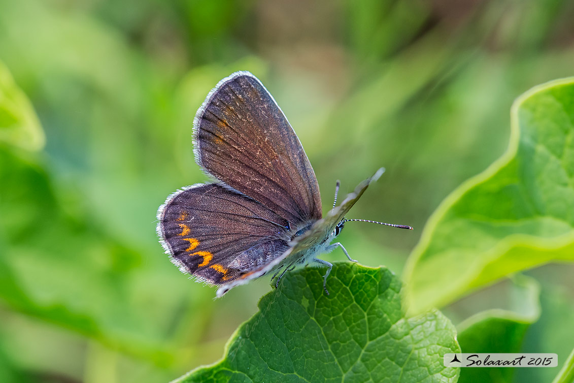 Plebejus argyrognomon: Idas degli Appennini (maschio); Reverdin's Blue Argo (male)