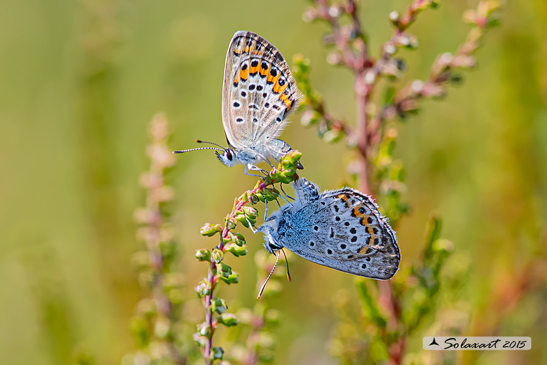 Plebejus idas: Idas(maschio); Idas Blue or Northern Blue (male)