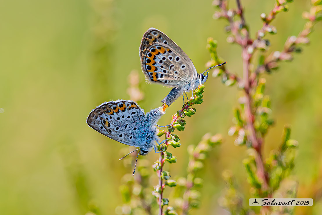 Plebejus idas: Idas(maschio); Idas Blue or Northern Blue (male)