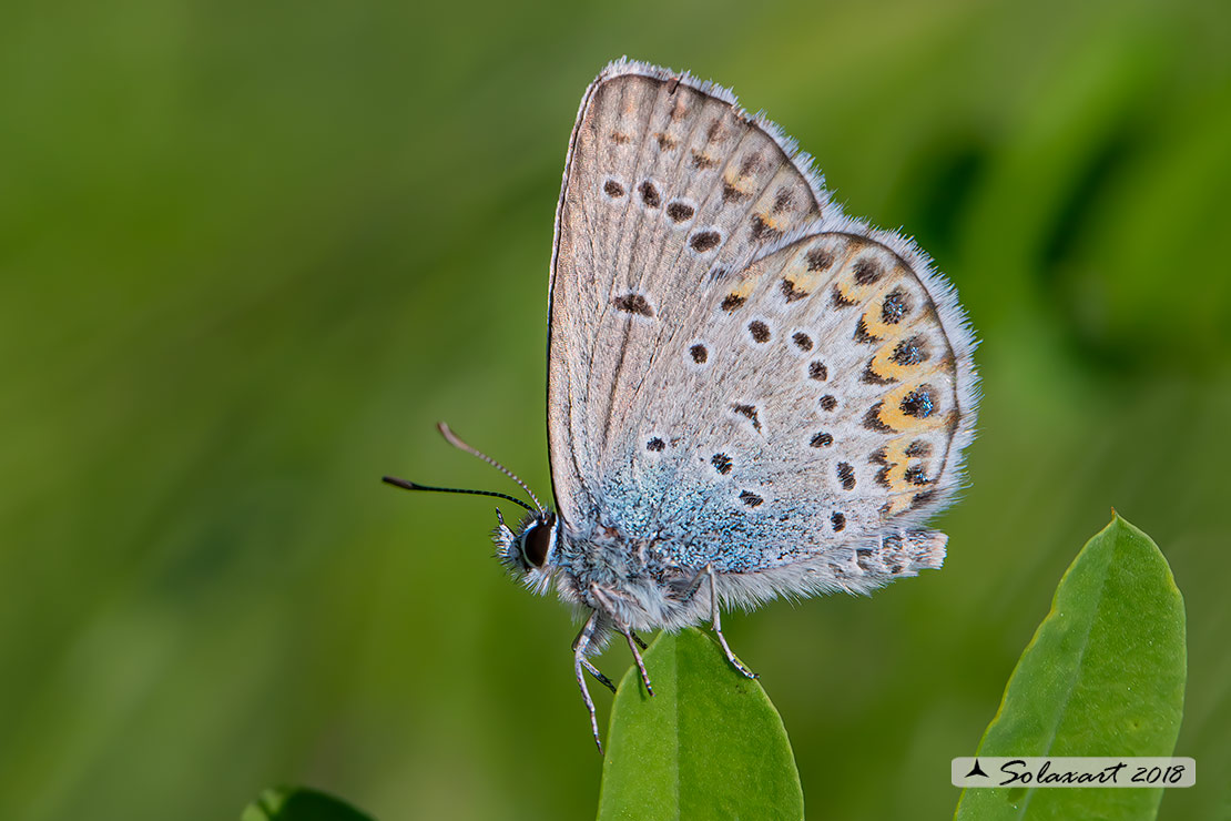 Plebejus idas: Idas(maschio); Idas Blue or Northern Blue (male)