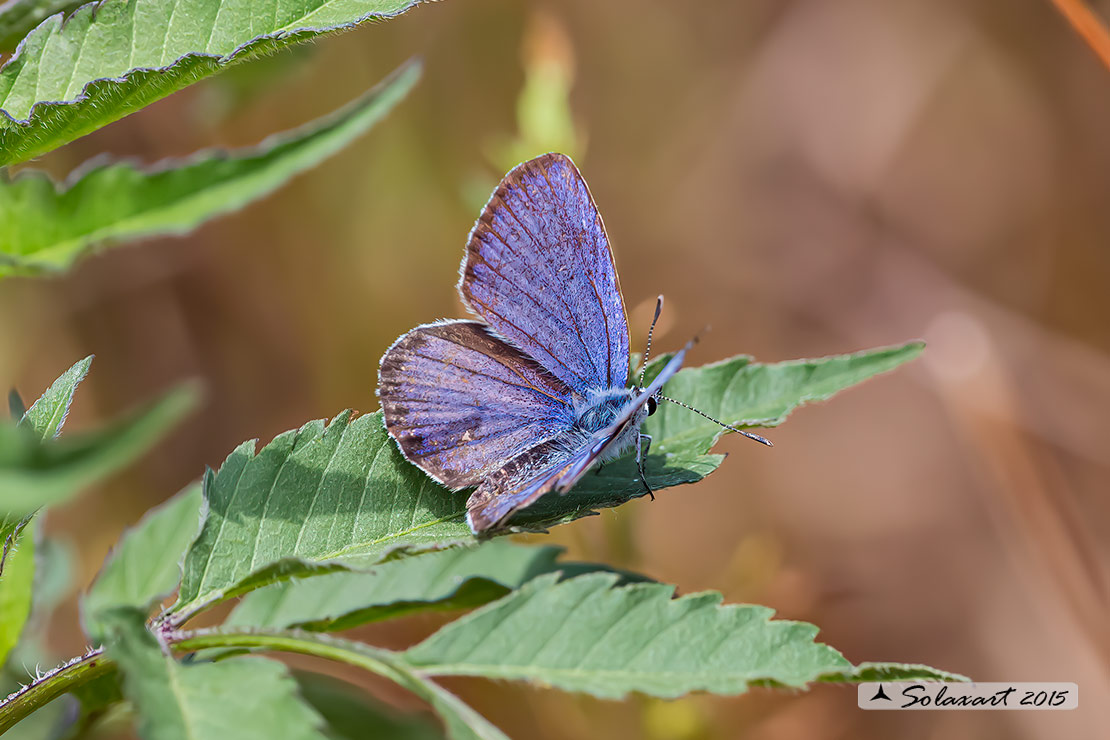 Plebejus idas: Idas(maschio); Idas Blue or Northern Blue (male)