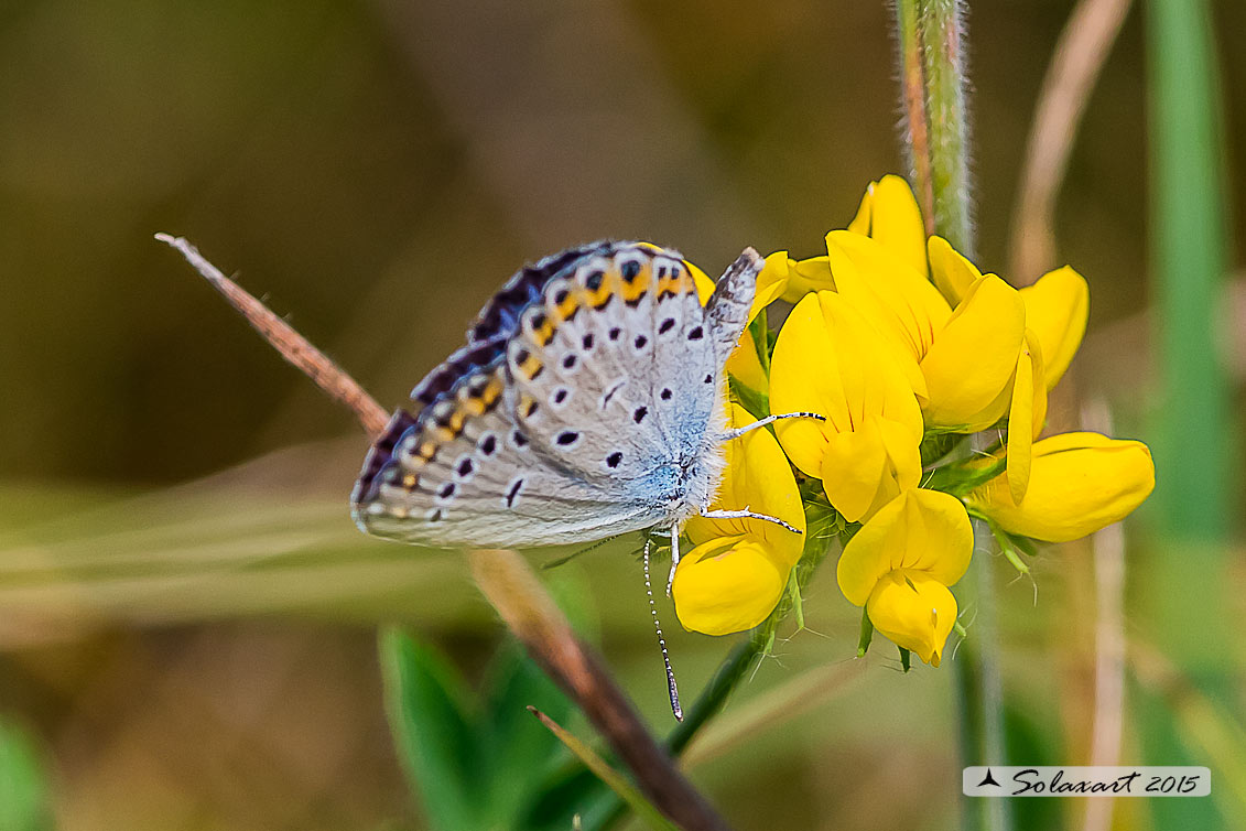 Plebejus idas: Idas(maschio); Idas Blue or Northern Blue (male)