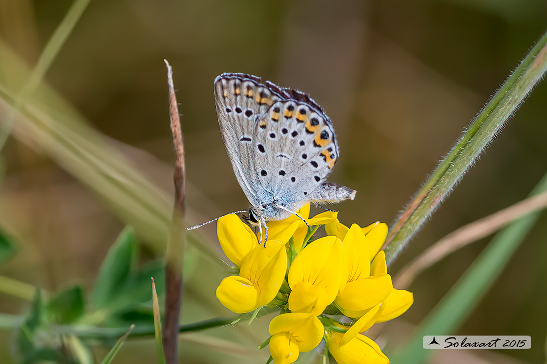 Plebejus idas: Idas(maschio); Idas Blue or Northern Blue (male)