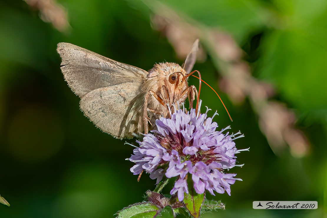 Plusia festucae - Gold spot