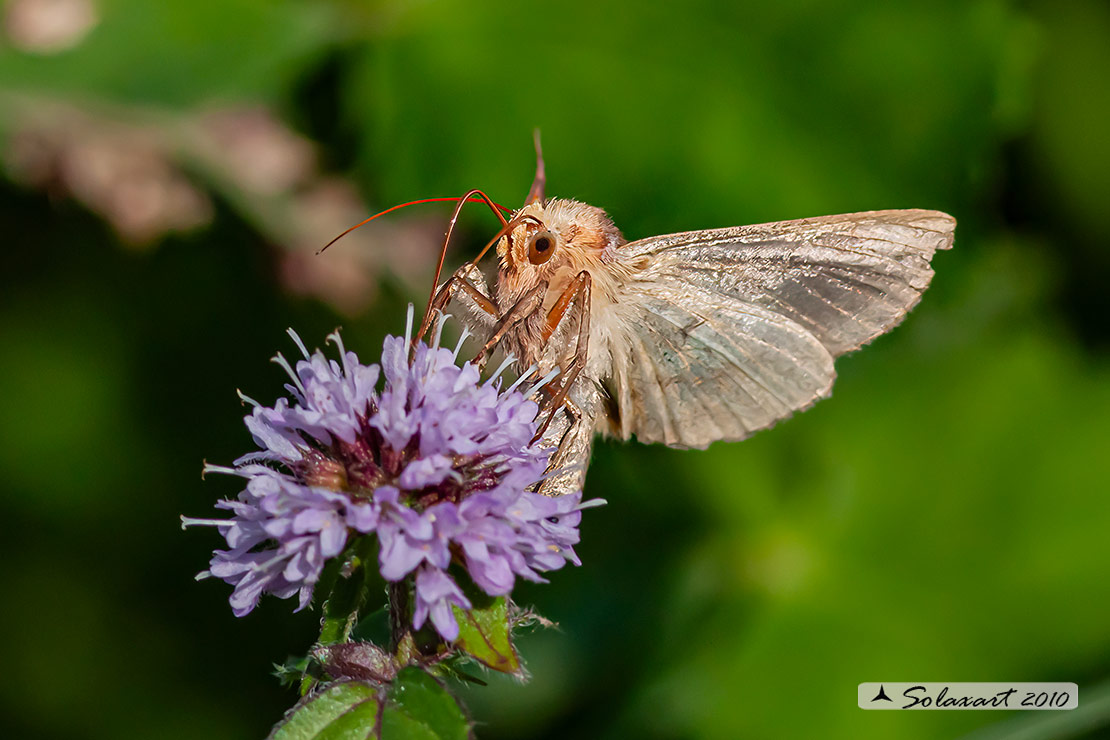 Plusia festucae - Gold spot