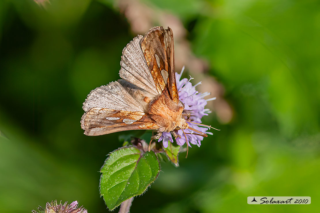 Plusia festucae - Gold spot