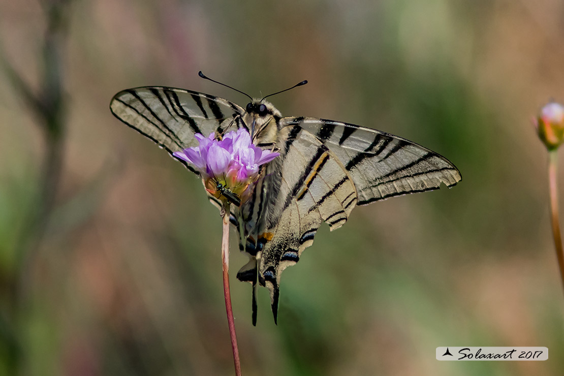 Iphiclides podalirius Podalirio - Scarce Swallowtail