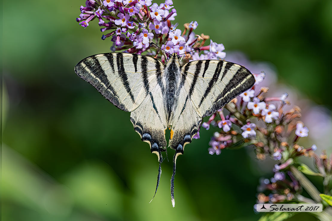 Iphiclides Podalirius - Podalirio ( maschio ) - Scarce Swallowtail (male)