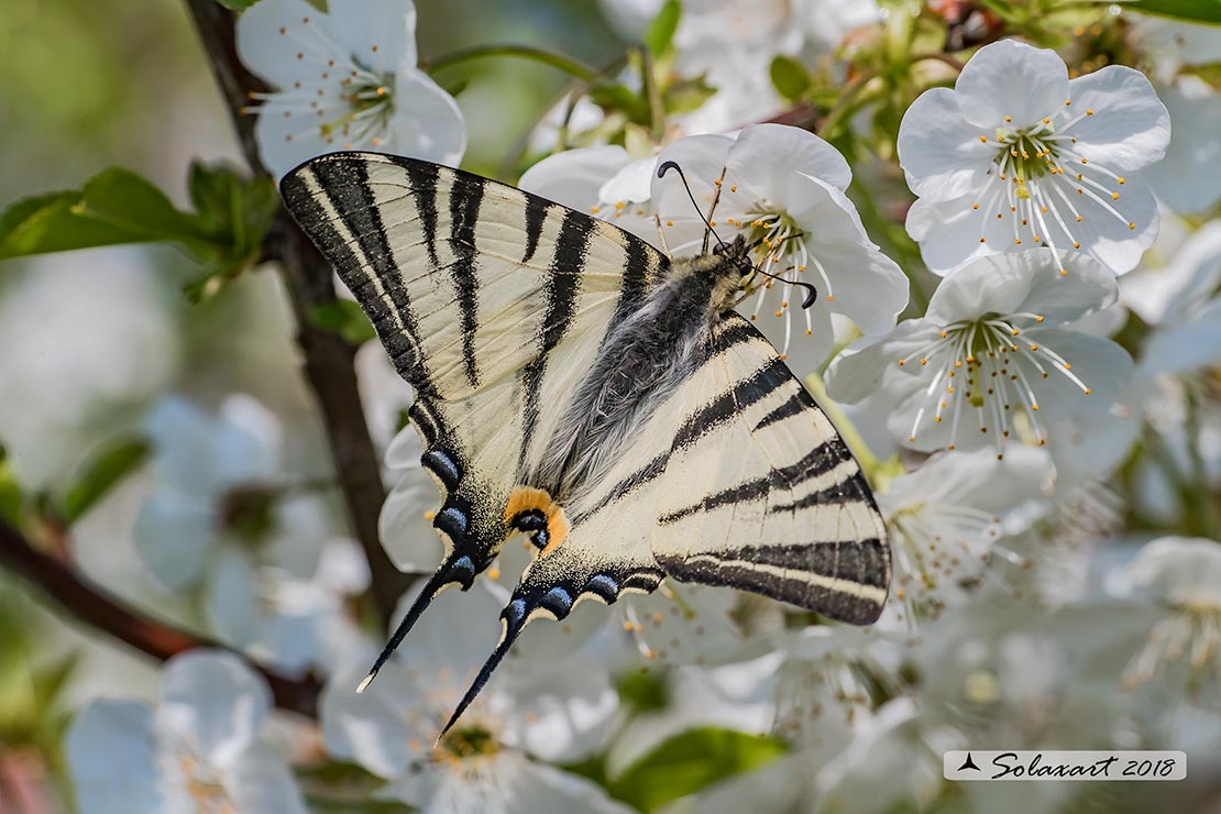 Iphiclides Podalirius ( maschio )
