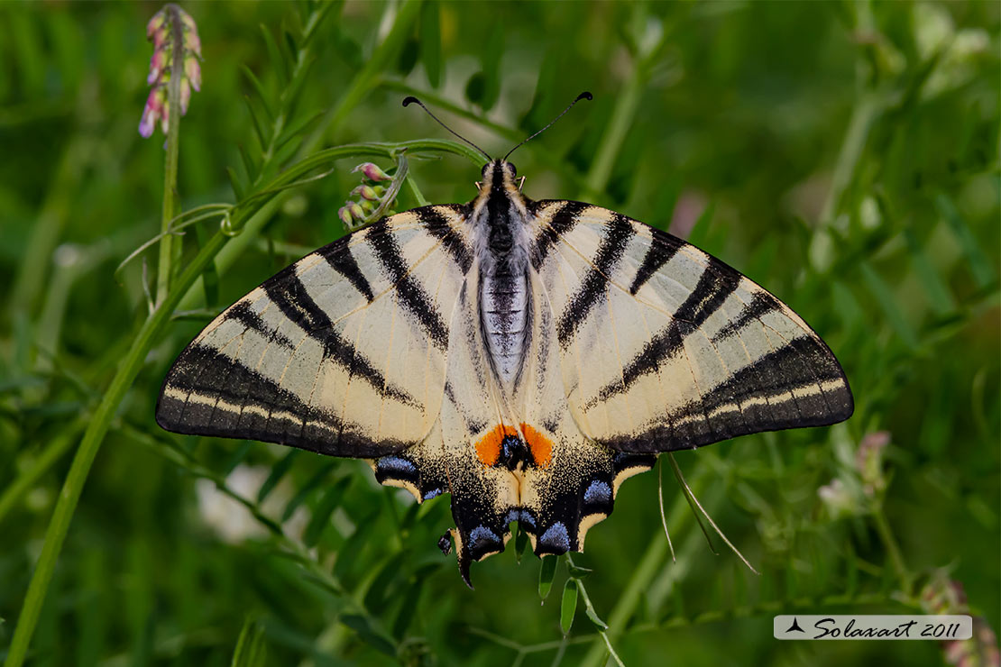 Iphiclides Podalirius - Podalirio