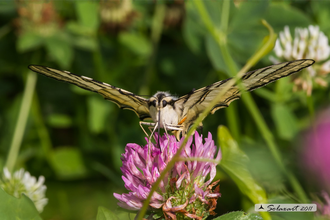 Iphiclides Podalirius - Podalirio
