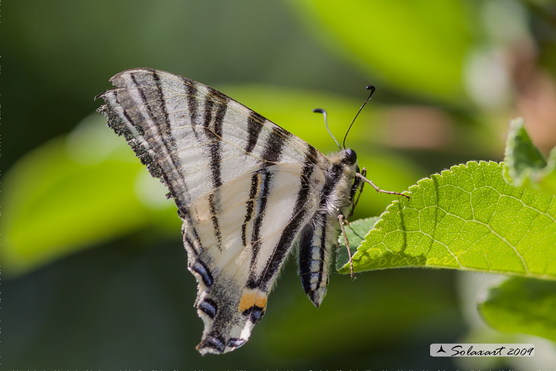 Iphiclides Podalirius ( Podalirio ) - maschio - ha le ali consumate
