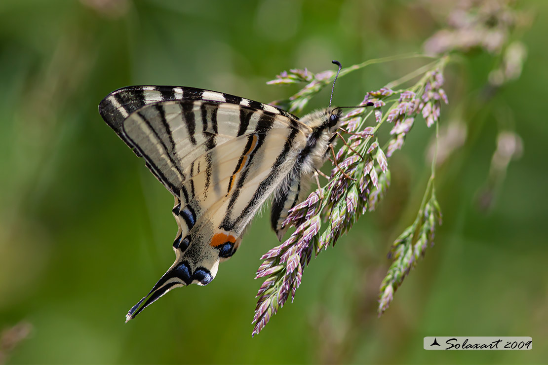 Iphiclides Podalirius ( Podalirio ) - femmina