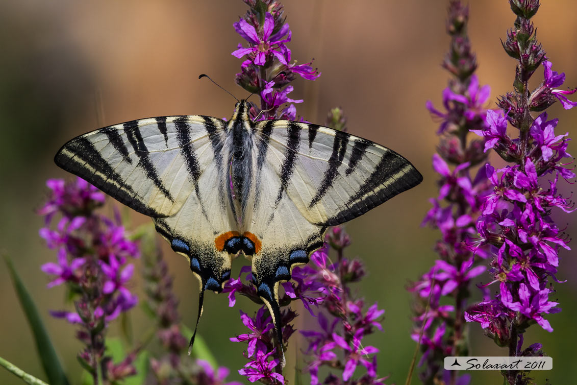 Iphiclides Podalirius ( Podalirio )