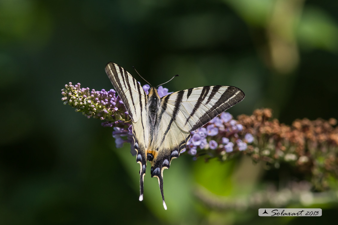 Iphiclides podalirius - Podalirio - Scarce Swallowtail
